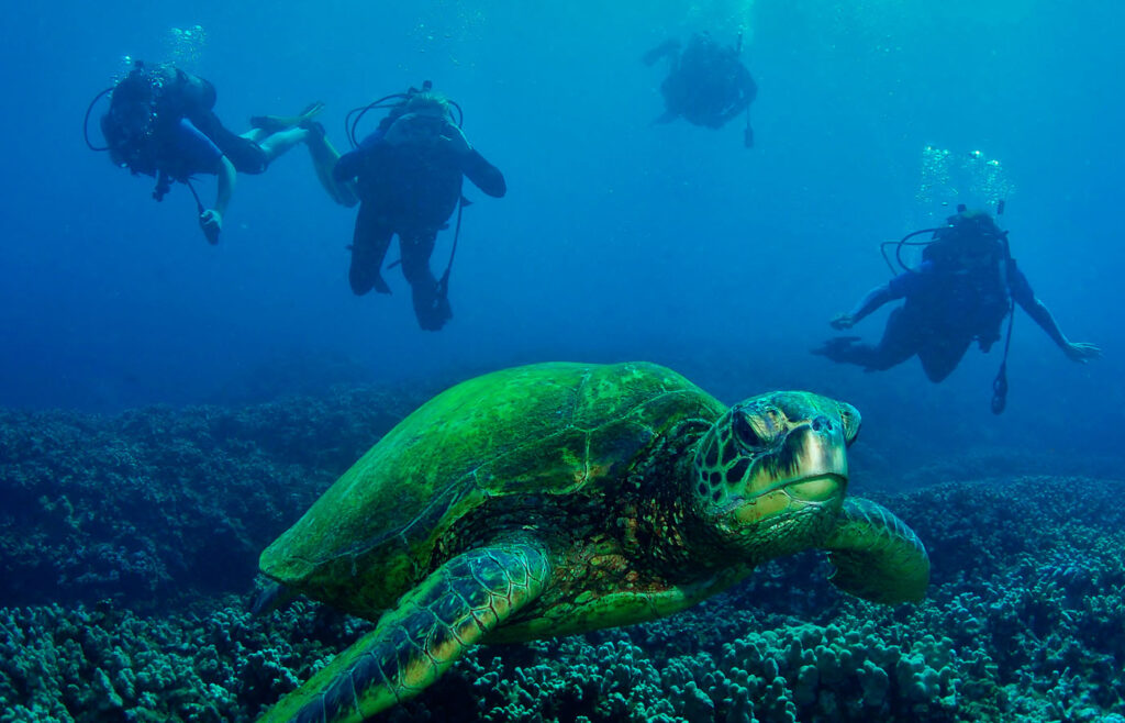 1.templete-gpsdivingcruises-home10-2756×2180