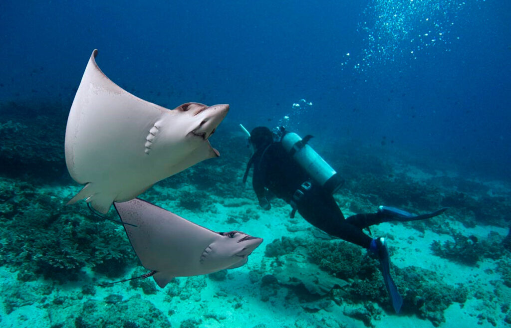 1.templete-gpsdivingcruises-home17-1200×800