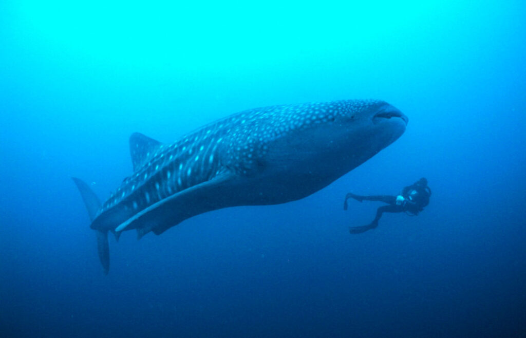1.templete-gpsdivingcruises-home25-2203×1560