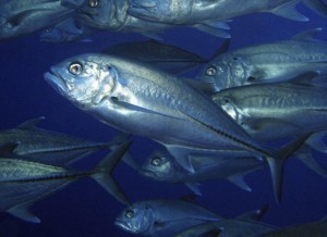 Bild-013-copy-e1387446708130-300×218