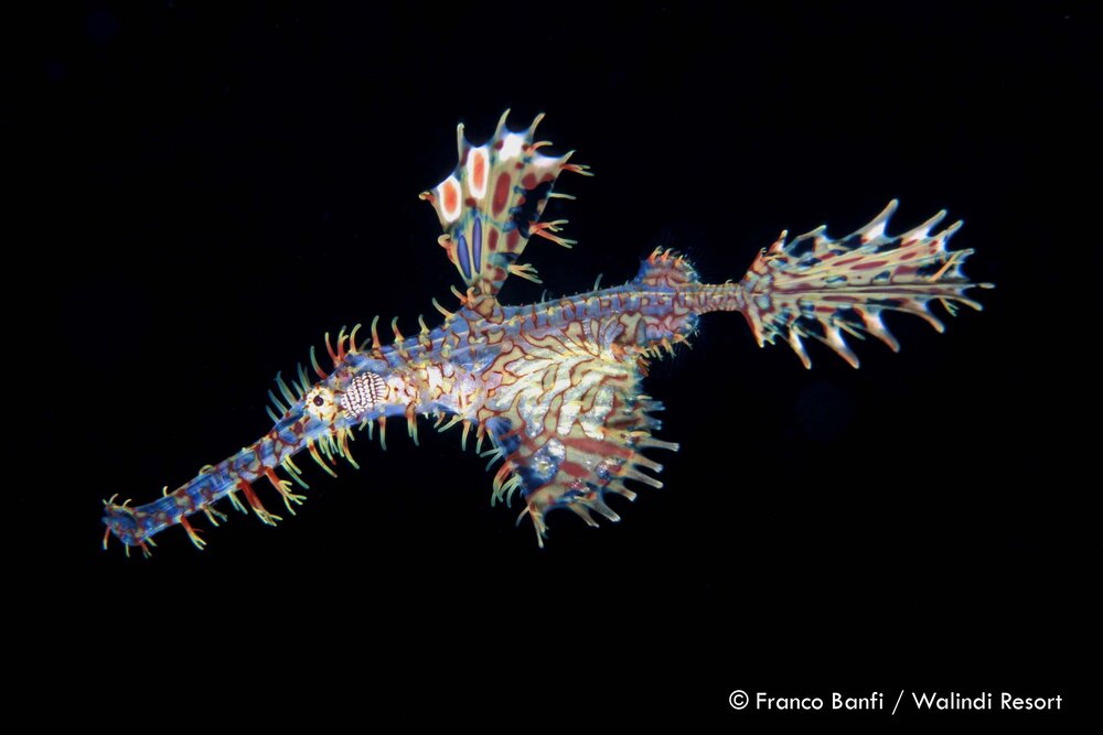 Franco+Banfi+Ghost+Pipefish