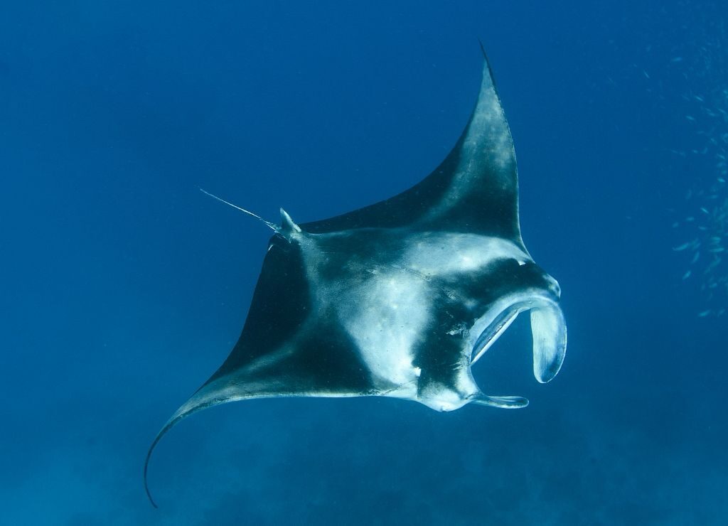 Manta