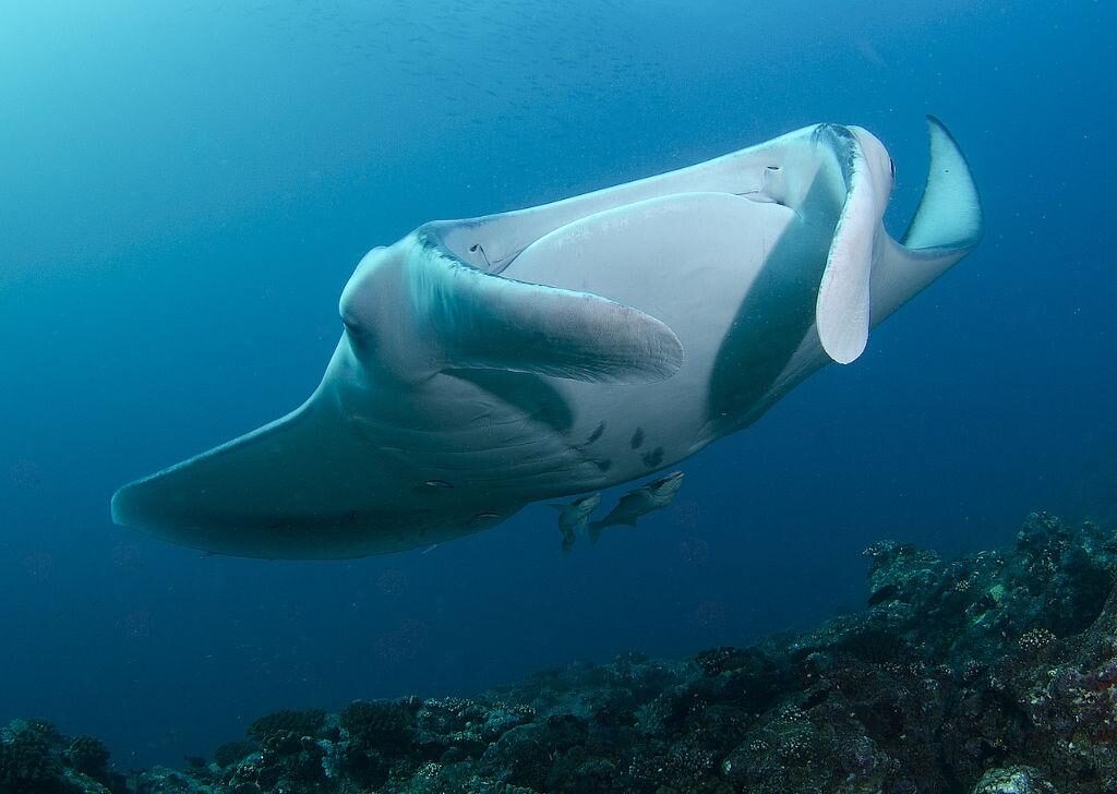 Manta 2