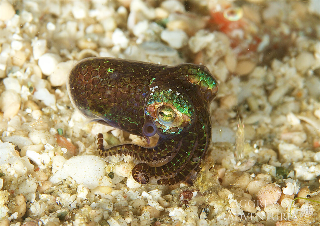 Raja-UW6
