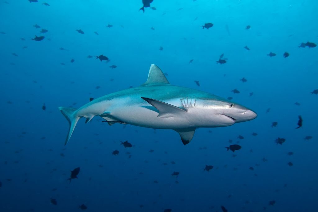 Shark