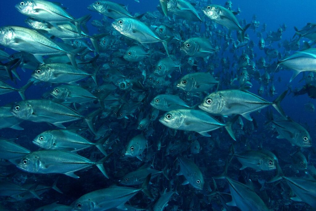cat-holloway-bigeyetrevally1_001