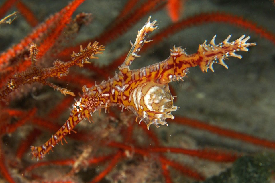 fish-ghost-pipefish-ornate-5