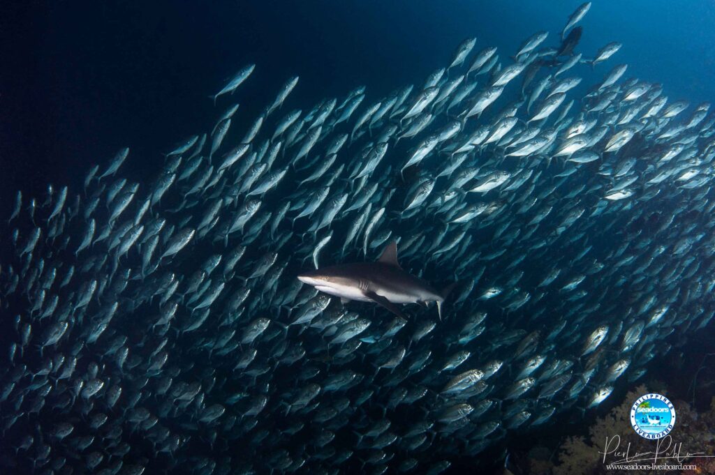 photo-tubbataha-1