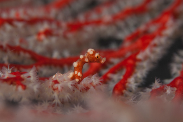 r-smith_raja_ampat_underwater-3885