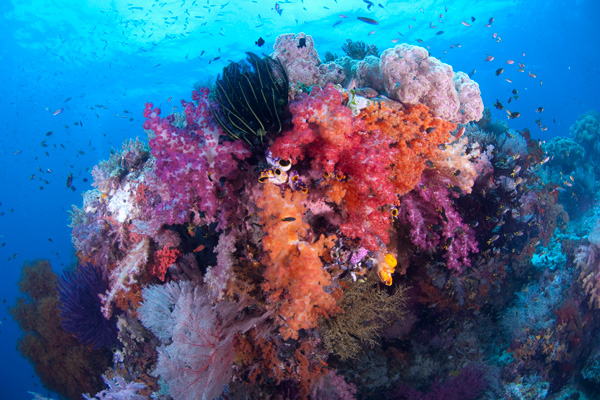 r-smith_raja_ampat_underwater-4066