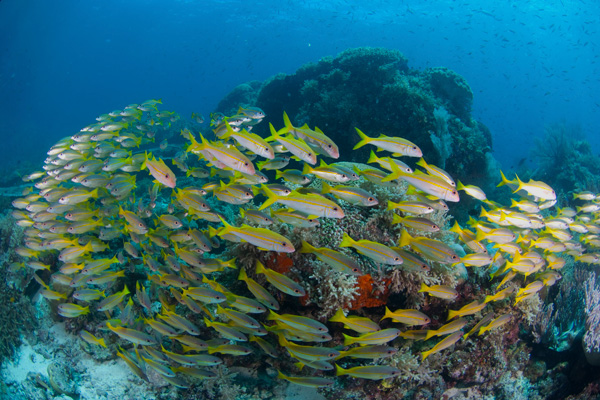 r-smith_raja_ampat_underwater-5827