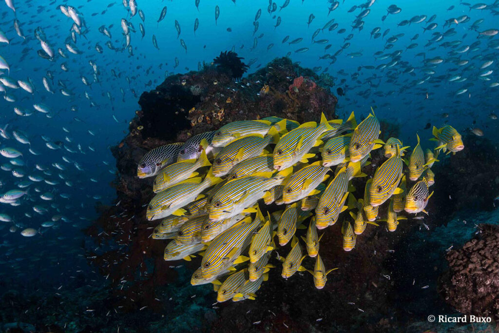 raja-ampat-2-ondina-liveaboard-indonesia