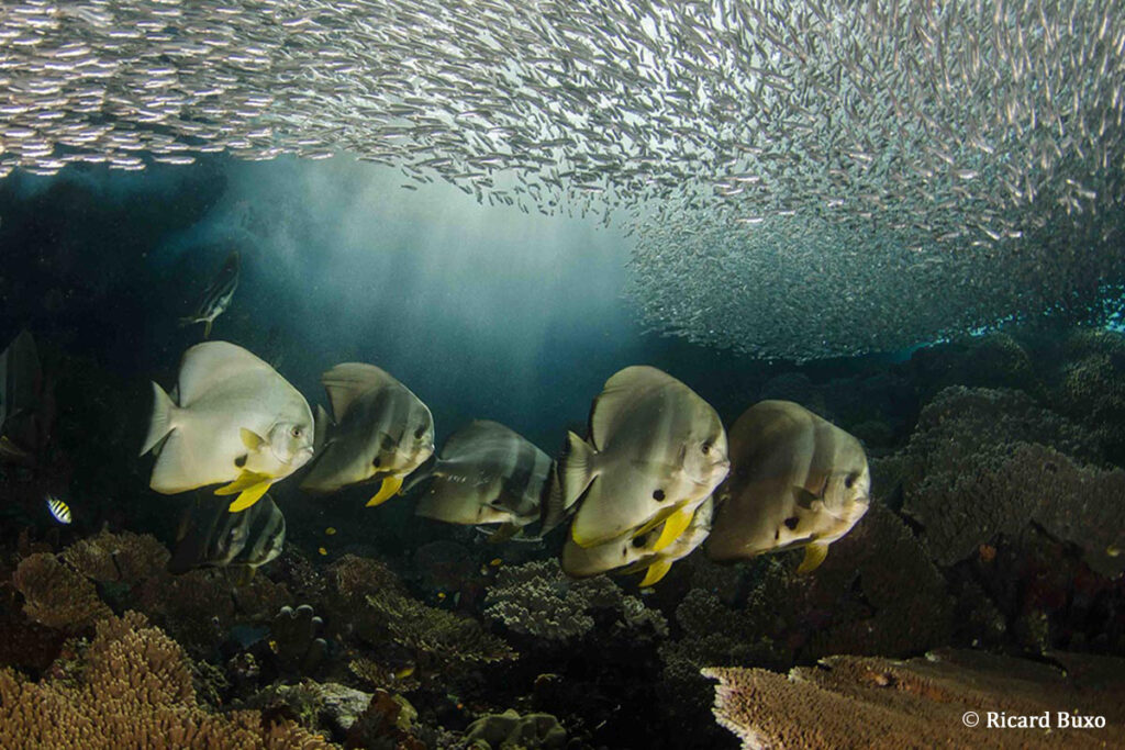 raja-ampat-3-ondina-liveaboard-indonesia