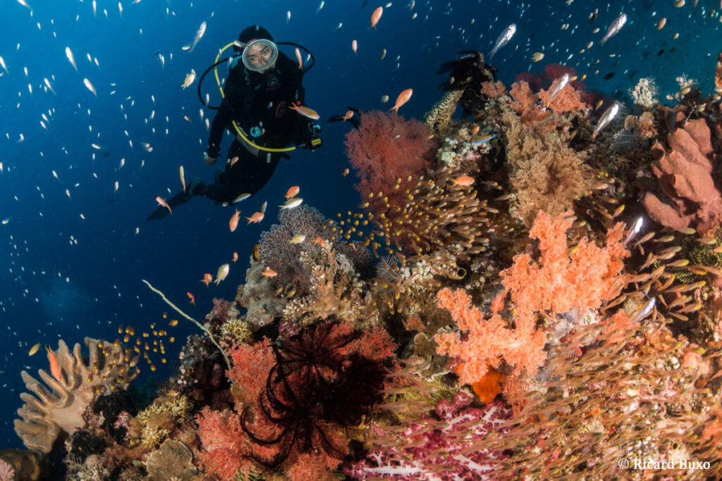 raja-ampat-4-ondina-liveaboard-indonesia