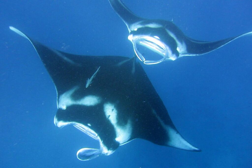 ray-manta-9