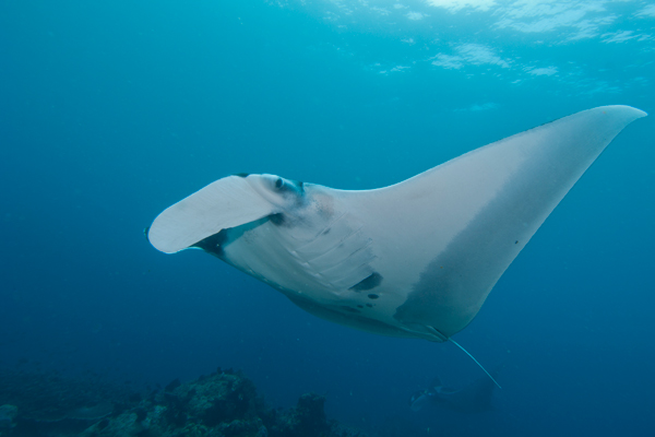 rich-smith_underwater_favourites_2012-22