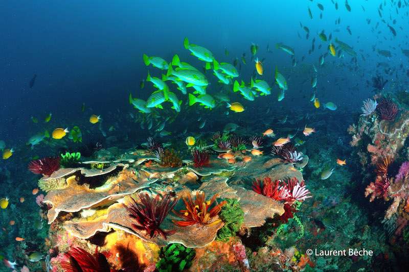 thumb_335_image_large