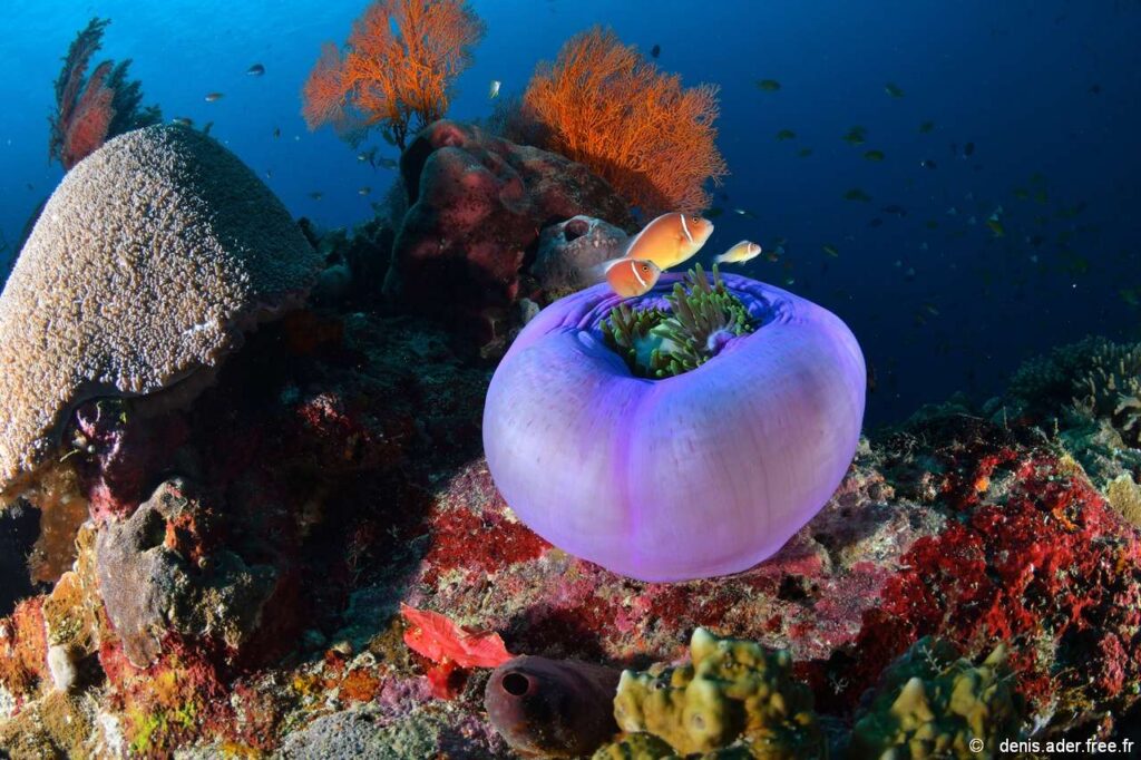 thumb_419_image_large