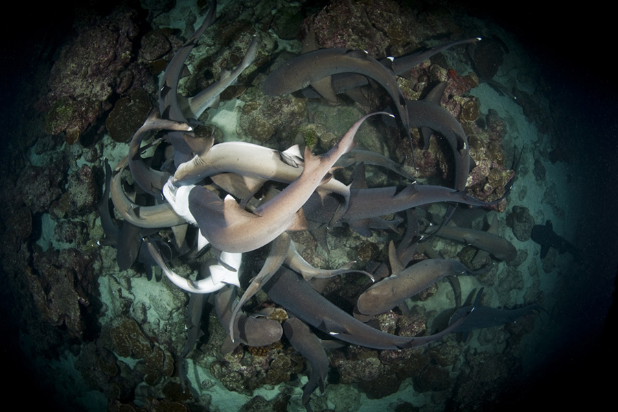 whitetips-hunting-on-a-night-dive-to-manuelita-coral-garden.-edwar-herrea-o