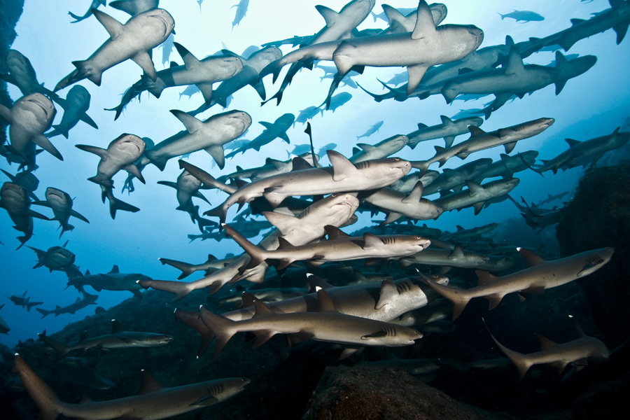 whitetips-riding-the-current-at-manuelita.-edwar-herrea-o