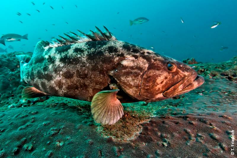 zoom-saman-explorer-zackenbarsch_15642