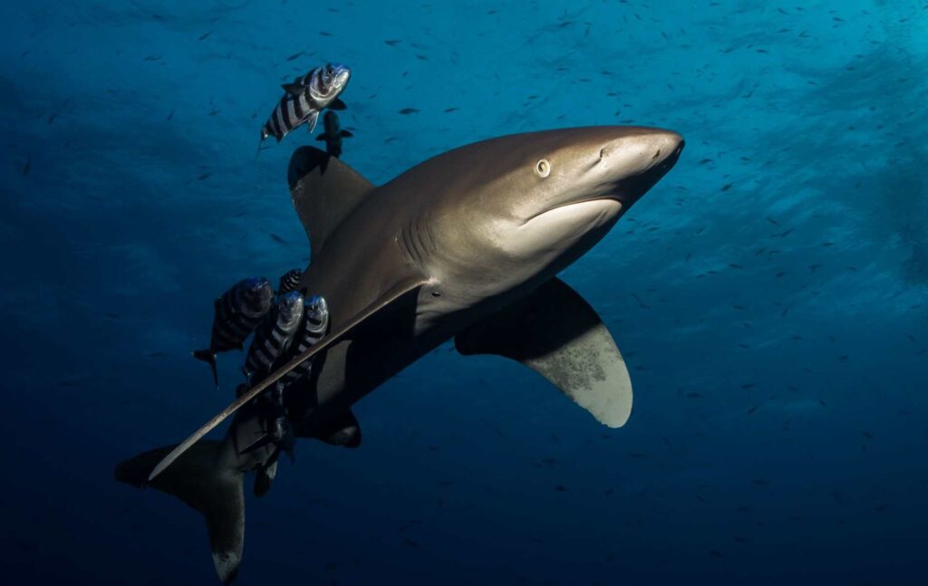 Blue Seas7