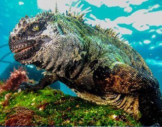 Galapagos_Aggressor_III3
