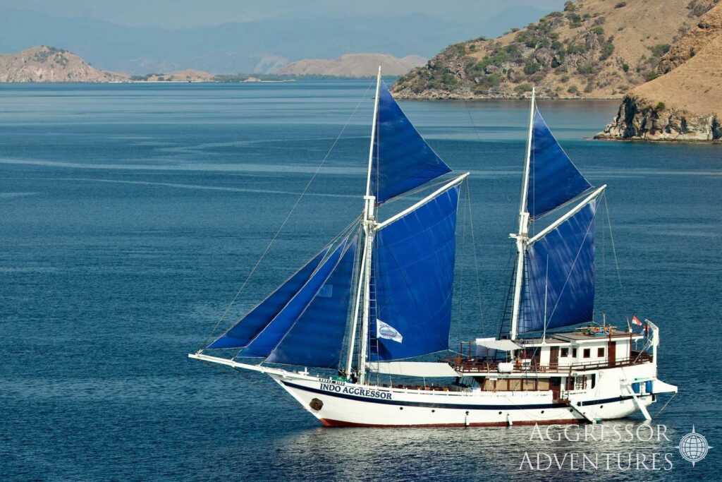 Indo Aggressor10