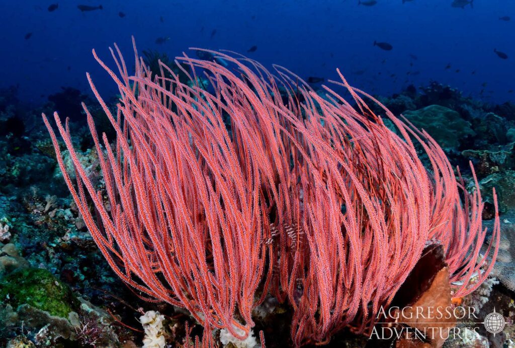 Scott Johnson (www.seascapesimages.com)