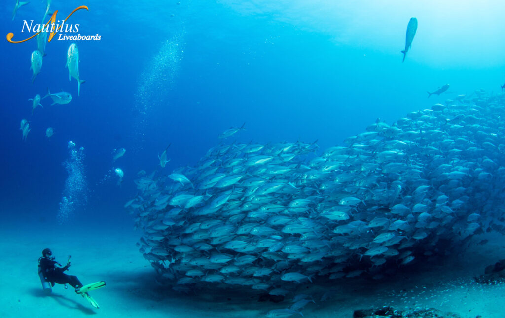 Nautilus_Cabo_Pulmo1