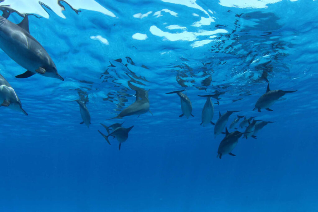 underwater1