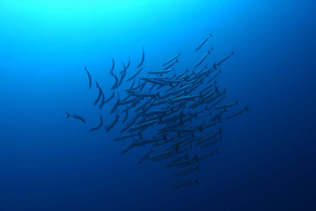 underwater2