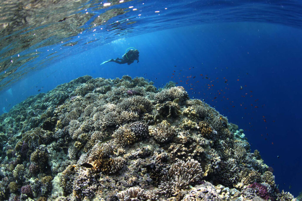 underwater3