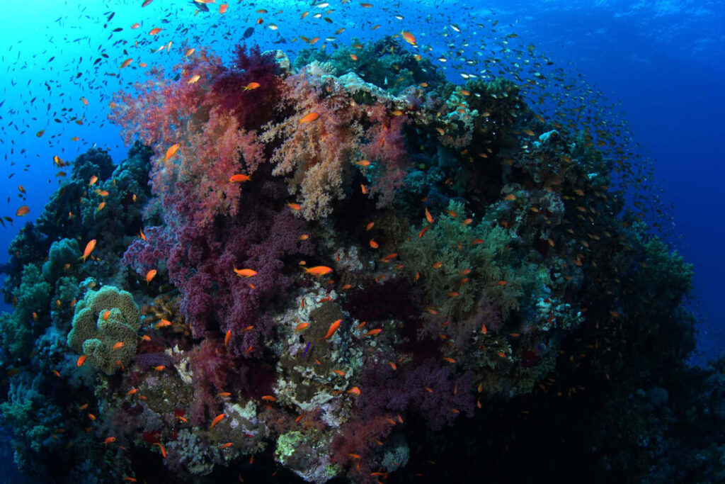 underwater5