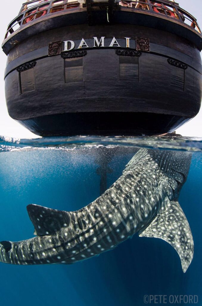 d1_exterior_whale-shark