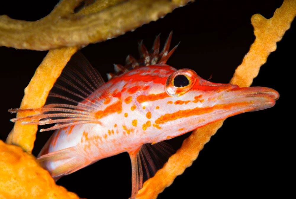 similand-fish
