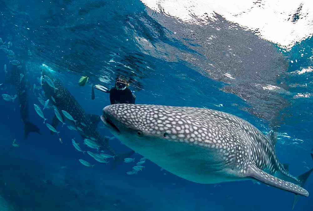similans-diving-2