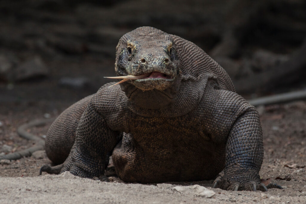 Debbie-Arriaga-Komodo-Topside-04