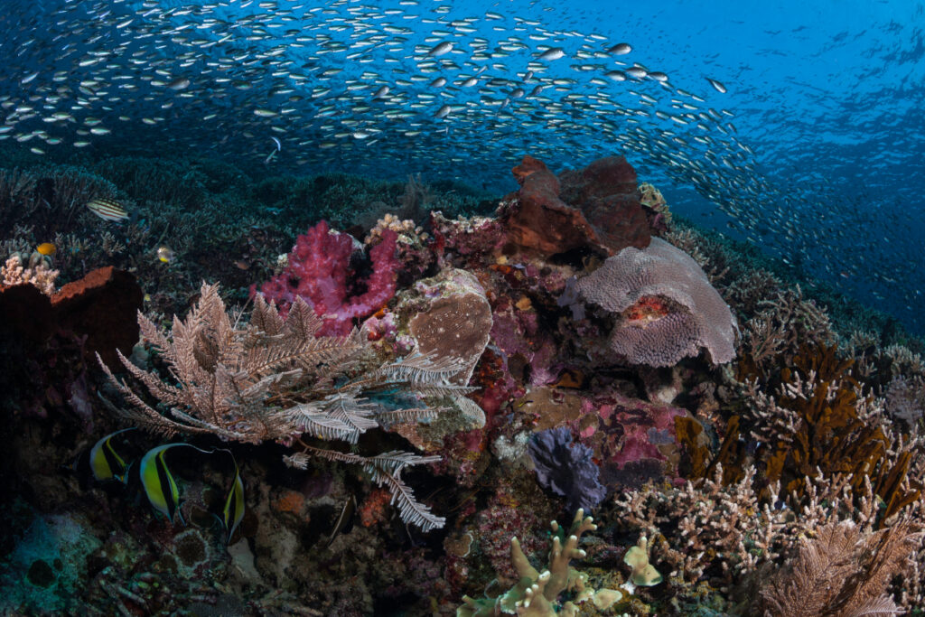 Debbie-Arriaga-Komodo-Underwater-10