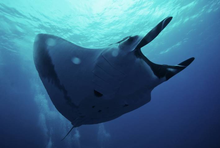Giant-Manta-Diego-Ortiz-2