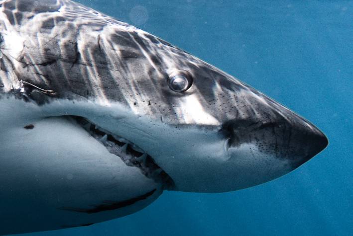 MikeCoots_WhiteShark_Vortex-1006-1-1